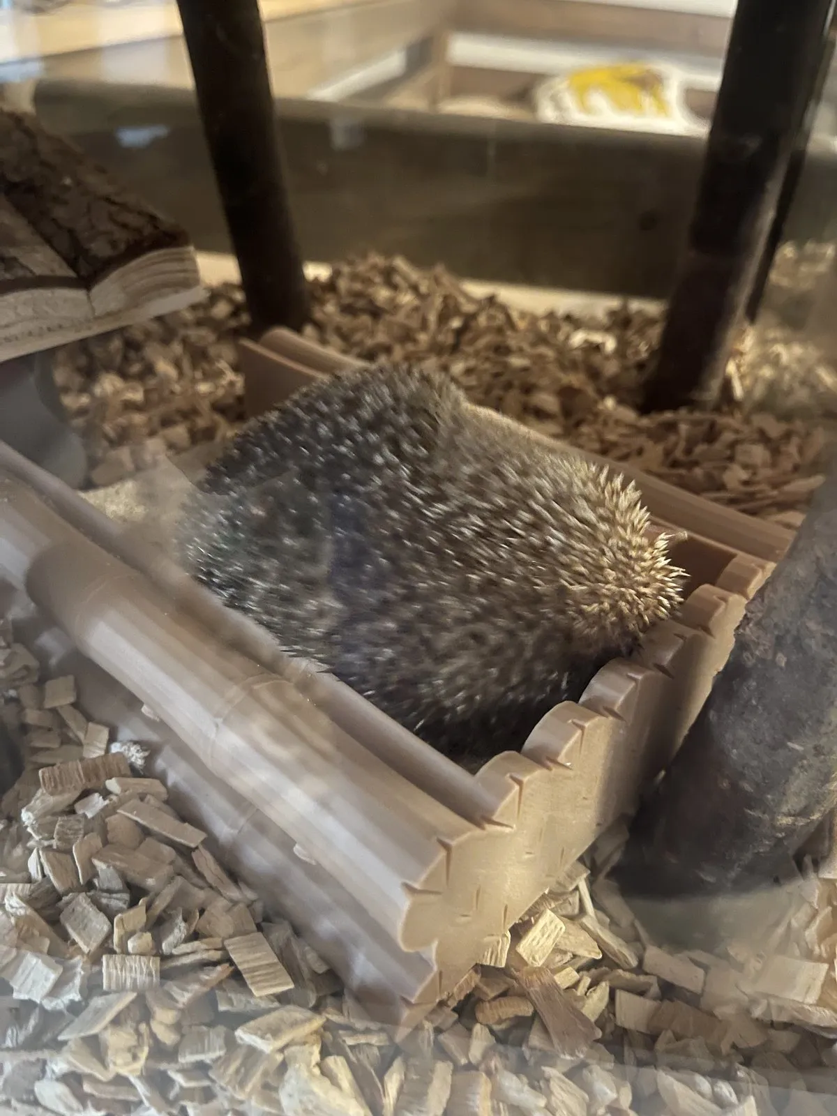 Ein Igeltanrek liegt im gedruckten Haus im Terrarium